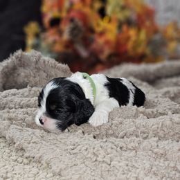 Cocker Spaniel Puppies from Allison Cocker Spaniel Pup's
