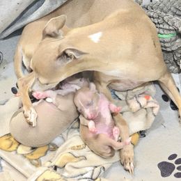 Italian Greyhound puppies from Adornare Kennels