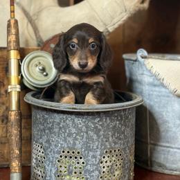 Bear - Chocolate and cream male Dachshund puppy in Woodbine, Georgia from Coastal Bluff Pups