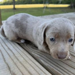 Shaggy - Dapple Dachshund puppy in Uriah, Alabama from Vera Ruth Farms