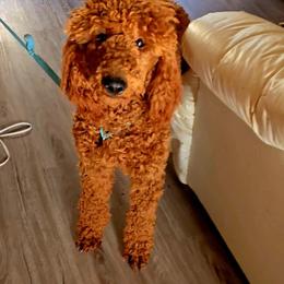 Sir Colin Bridgerton 'Fire Red King' - Red  Poodle puppy in Woodbridge, Virginia from Rosa Red Standard Poodles