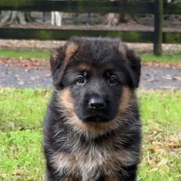 German Shepherd Puppies from Von Bourbon Shepherds