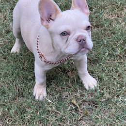 Mili - Cream female French Bulldog puppy in Grand Prairie, Texas from Avelar’s Top Shelf Frenchies