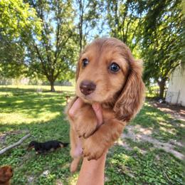 Puppy 2 - Dapple male Dachshund puppy in Clayton, Indiana from Love Struck Miniature Dachshunds