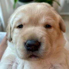FEMALE - YELLOW - Yellow female Labrador Retriever puppy in Charlotte, North Carolina from Patton Premier Labs
