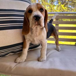 Baby Boy - Black tan and white male Beagle puppy in Monticello, Georgia from Beaglelove