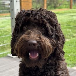 Bodhi - Goldendoodle