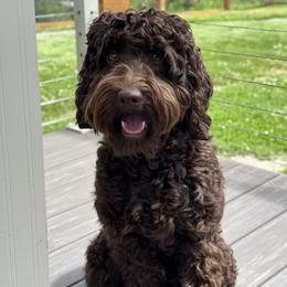 Bodhi - Goldendoodle