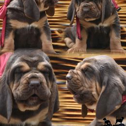 American Bully and Bloodhound Puppies from Blue Collar Kennelz Bloodhounds and American Bullies