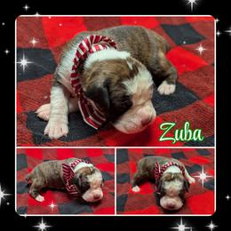 Zuba - Brindle male Boxer puppy in Mountain Home, Idaho from LJK Boxers & Toy Aussies