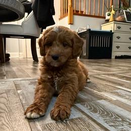 River (Genetic Tested) - Red  male Goldendoodle puppy in Wayland, New York from Loris Pampered Pooches💕