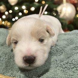 Purple Collar Female - White female Miniature Schnauzer puppy in Sacramento, California from Hardcastle Family Schnauzer’s
