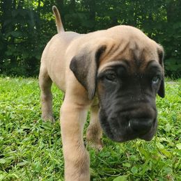 Great Danes from Honi Vale Great Danes