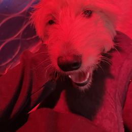 Goldendoodle and Poodle All Grown Up from Southern Tide Poodles & Doodles