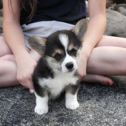 Yosef - Black and tan male Pembroke Welsh Corgi puppy in Coleman, Michigan from Salt Creek Farm Dogs