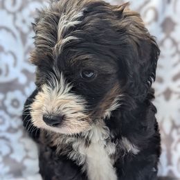 Yellow collar aka Sandle - Tri-color male Bernedoodle puppy in Connecticut from Valley View Doodles