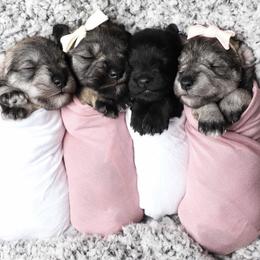Miniature Schnauzer Puppies from Mystic Miniature Schnauzers