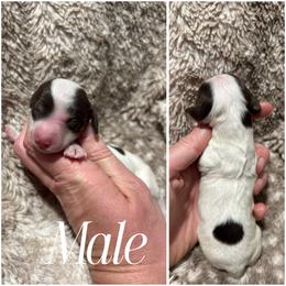 Milkyway AKC - Chocolate and tan male Dachshund puppy in Osage, Oklahoma from Vandruff Creek Mini Dachshunds