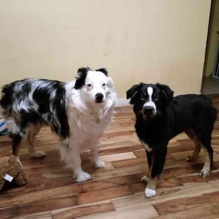 Paint Me Blue Kennels in North Carolina Australian Shepherd puppies