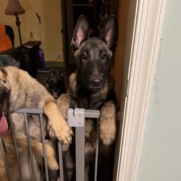 Belgian Malinois Puppies from MonStar Malinois
