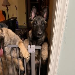 Belgian Malinois Puppies from MonStar Malinois