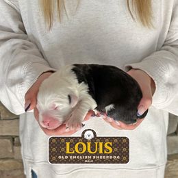 Louis - Gray and white male Old English Sheepdog puppy in Cleveland, Tennessee from Narrow Path Old English & Sheepadoodles