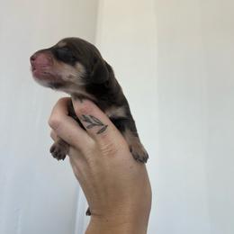 MOTORHEADS AVA - Chocolate and cream female Dachshund puppy in Yucaipa, California from Motorhead Dachshunds