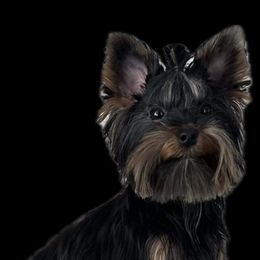 Yorkshire Terriers from Royal Yorkies