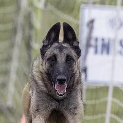 Belgian Malinois from Helsel's Belgian Malinois