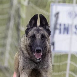 Belgian Malinois from Helsel's Belgian Malinois