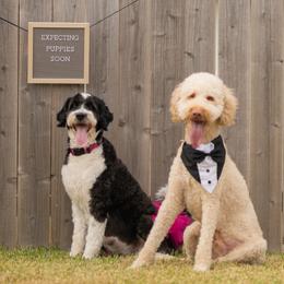 Golden Mountain Doodle puppies from Summer Conner