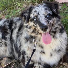 Australian Shepherds from Danddy Aussies
