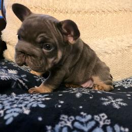 Iduna - Blue fawn female French Bulldog puppy in Columbia Falls, Montana from Glacier French Bulldogs of Montana