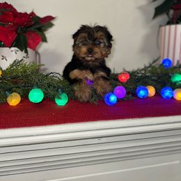Girl 1 - Black and tan Yorkshire Terrier puppy in Maple Heights, Ohio from Yorkiesllc