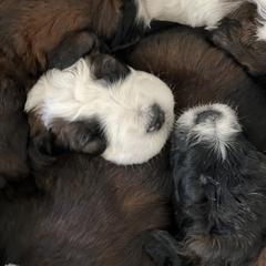 Saint Berdoodle Puppies from Darling St Berdoodles