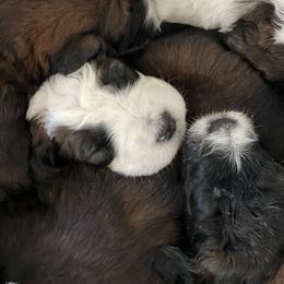 Saint Berdoodle Puppies from Darling St Berdoodles