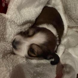 Nimbus - Piebald male Dachshund puppy in Summit, South Carolina from Doxies4Paws