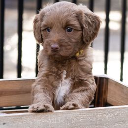 Australian Labradoodle Puppies from Providence Labradoodles