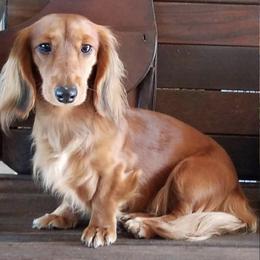 Dachshunds from Crimson’s longhair Dachshunds