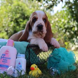 Curly - Mahogany and white female Basset Hound puppy in Pollock, Missouri from Northstar