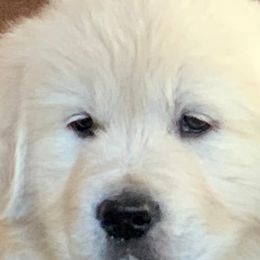 Golden Retrievers and Labrador Retrievers from Stephanie Dellrie