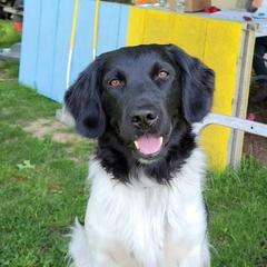 Stabyhoun All Grown Up from Faehouns