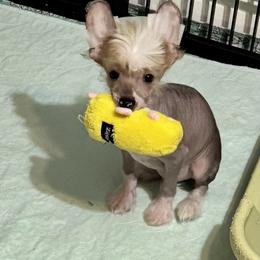 Chinese Crested and Yorkshire Terrier Puppies from FronkLinn Kennel