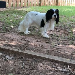 Caleigh - Cavalier King Charles Spaniel