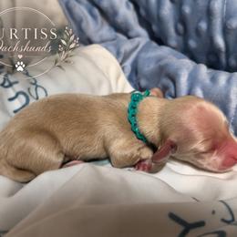 1st Born ee Cream - Cream male Dachshund puppy in Rochester, Washington from Curtiss Dachshunds