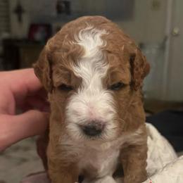 Girl 1 - Red  female Goldendoodle puppy in West Frankfort, Illinois from Griffinstead Doodles