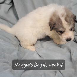 Boy 4 - White and badger male Great Pyrenees puppy in Nicholson, Georgia from Pony Trail Farm