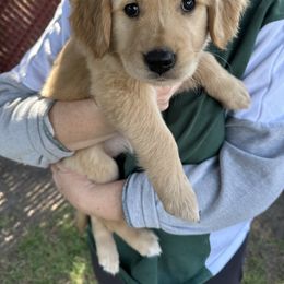 Golden Retriever Puppies from Gail’s Goldens