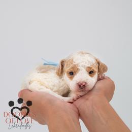 Miss Blue - Parti female Labradoodle puppy in Travelers Rest, South Carolina from Doodles of Love Labradoodles