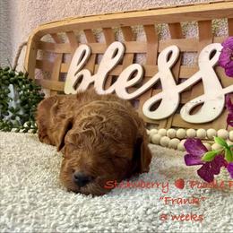 Frank - Red  male Poodle puppy in Boyes, Montana from Strawberry Poodle Patch